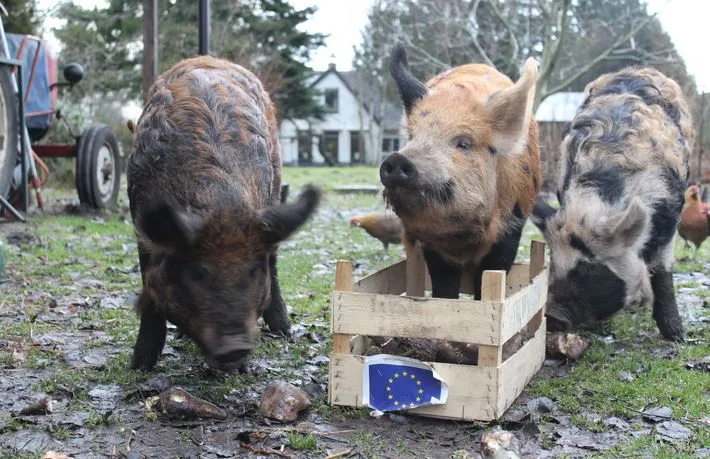 groene varkens rode bieten nmf groningen en drenthe