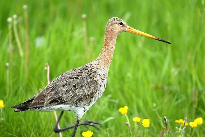 grutto opzij gezien foto fred vloo cc by sa 20 wikipedia commons e1532892197338