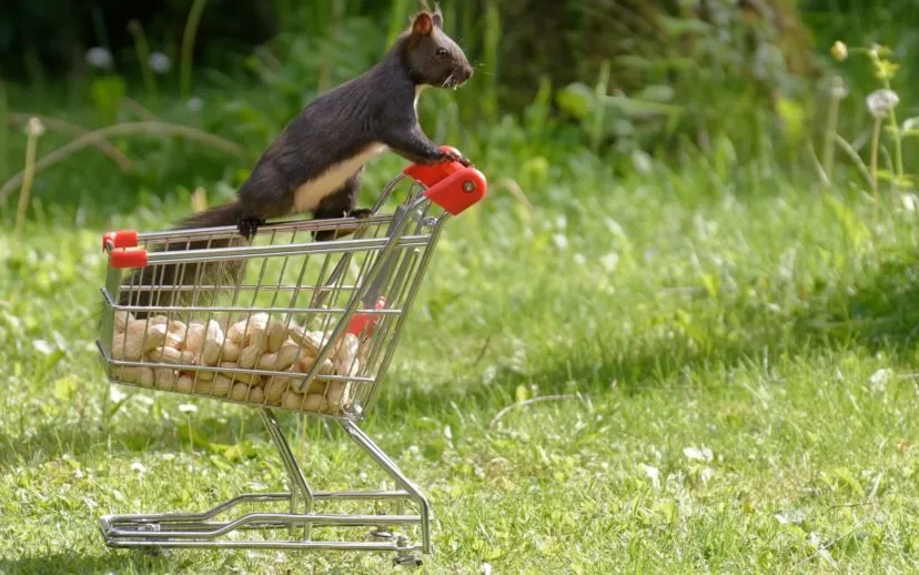 hamsteren alexas fotos via pixabay cc0 915x518 via renkum nieuws