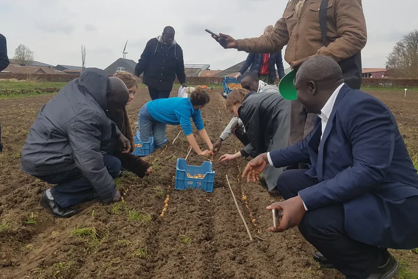 hanze university foundation aardappelproject 1