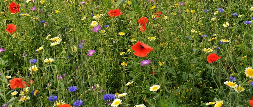 header natuurinclusieve landbouw