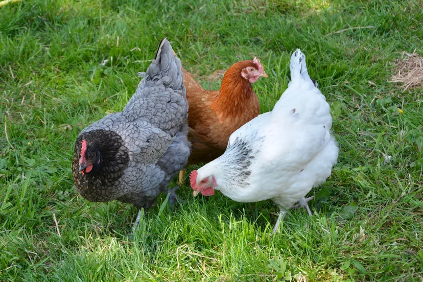 hens g579967871 1920 hen legkip vogelgriep
