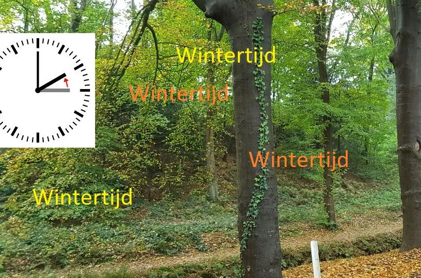 herfstboom2