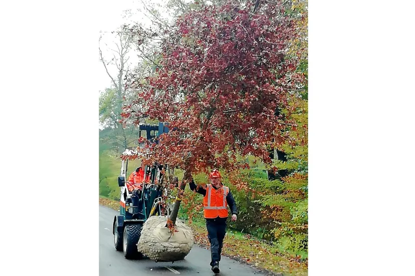 herplant bomen sleedoornpad2