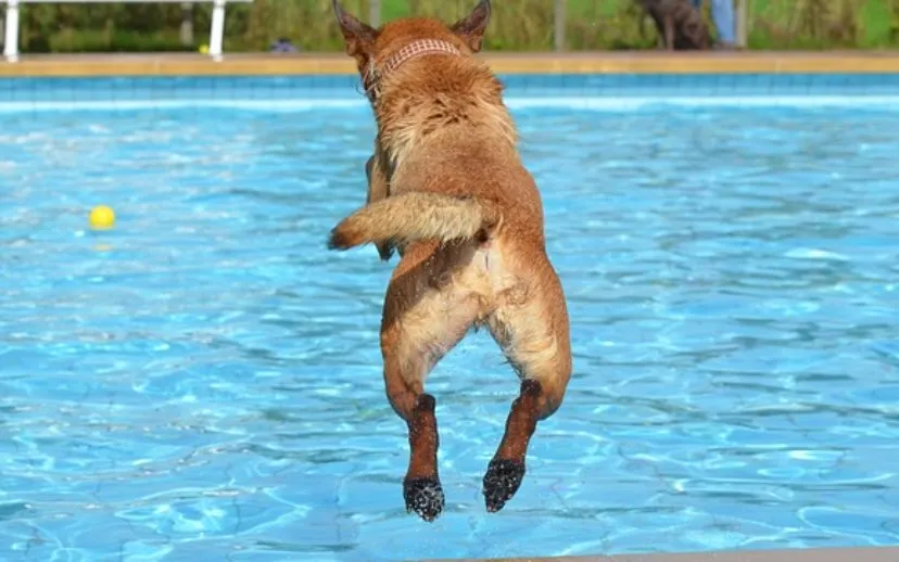 hond publiek domein 915x518