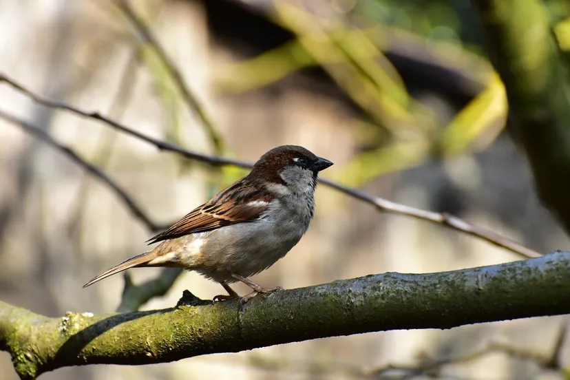 house sparrow 1288636 1280 huismus