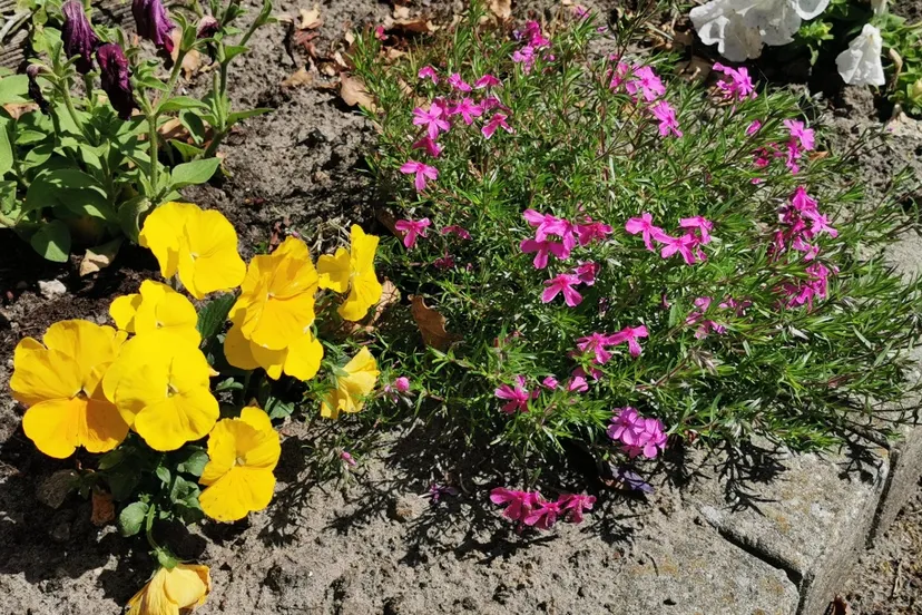 img 20200526 144137 resized 20200526 035840588