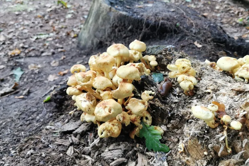 img 20201003 151913 resized 20201003 051944006