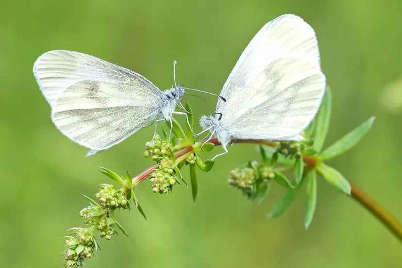 insect nature live 629180jpgd kleine koolwitje