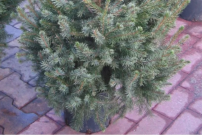 kerstboom cc bysa 30 rasbak wikipedia commons