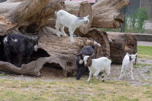 kinderboerderij stadspark nieuwsbrief gemeente 3 7