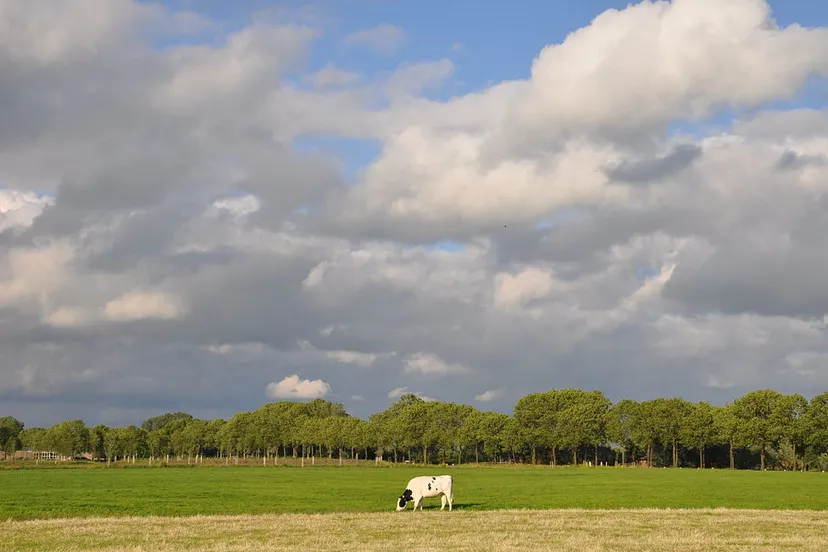 koe in weiland cc by sa 30 onderwijsgek