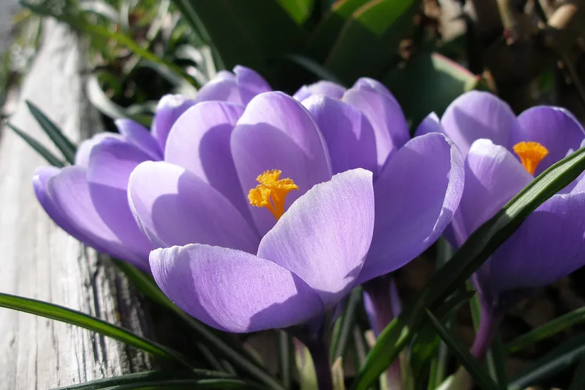 krokus cc by sa 30 wikipedia commons simone tibbe