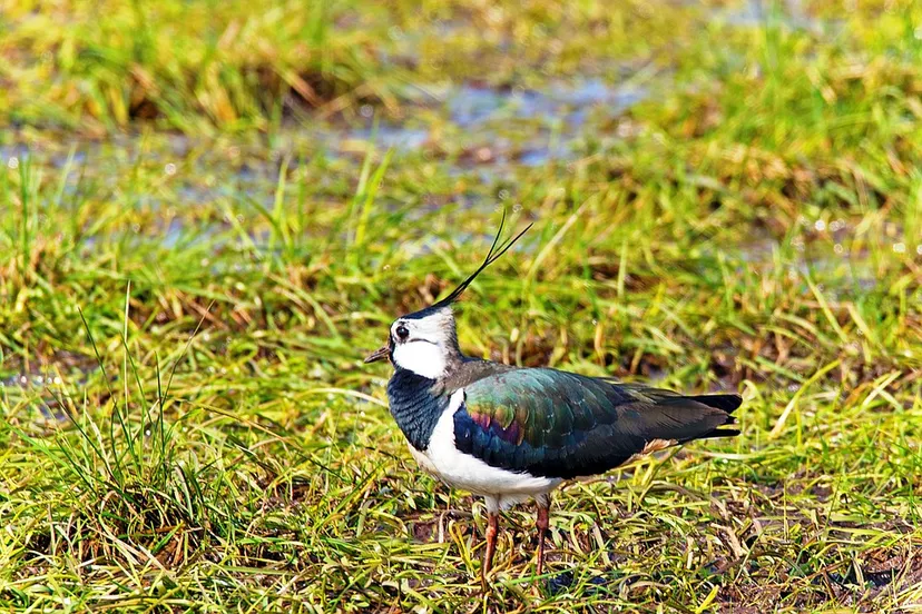 lapwing 1668958 960 720 kievit