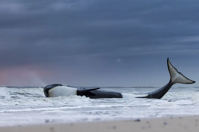 last gasp by lennart verheuvel wildlife forum groningen