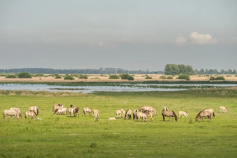 lauwersmeer cc by sa 30 uberprutser