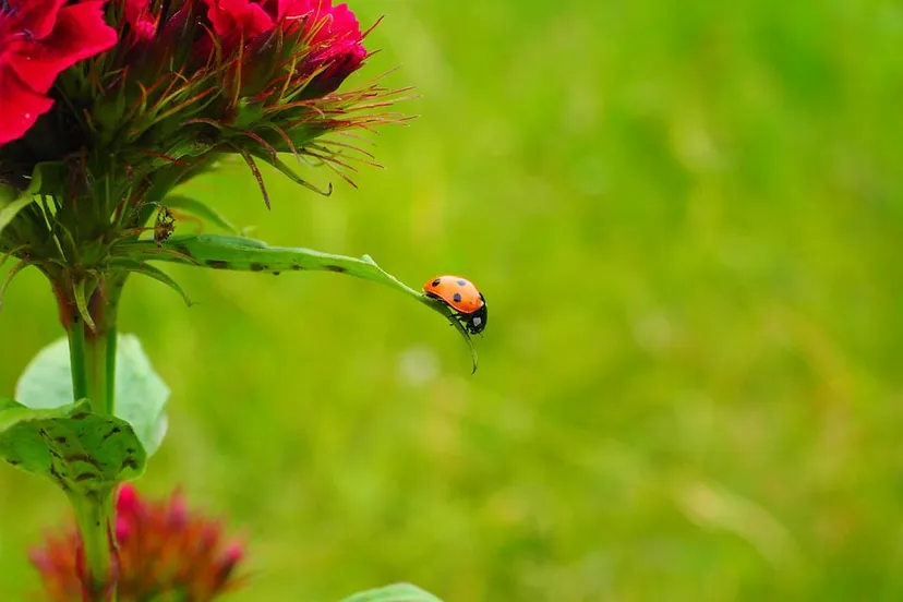 lieveheersbeestje 1271961 960 720