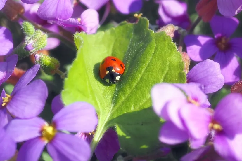 lieveheersbeestje 1344269 960 720