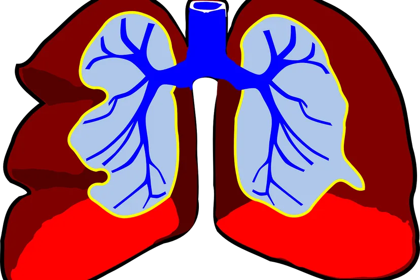 lungs g550bad8a3 1280 longen clker free vector images pixabay