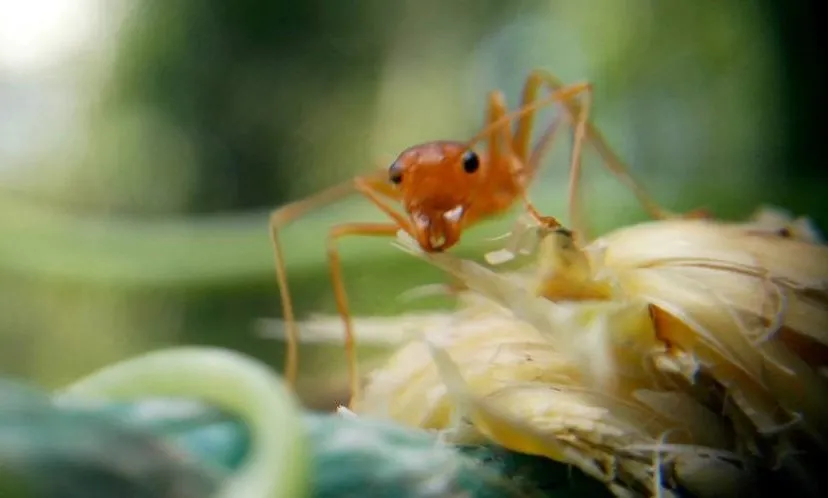 macrofotografie weekendworkshops vrijdag e1539173077124