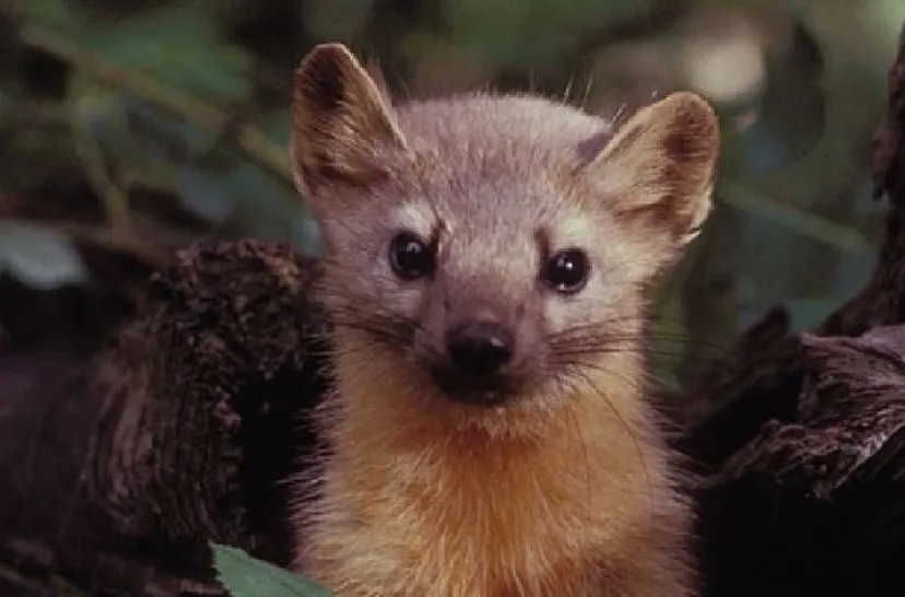 marter 1 e1539861464679