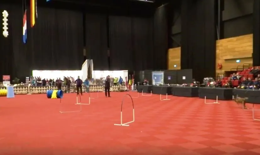 martinidogshow 2015 beeldcitaat hoopers nederland