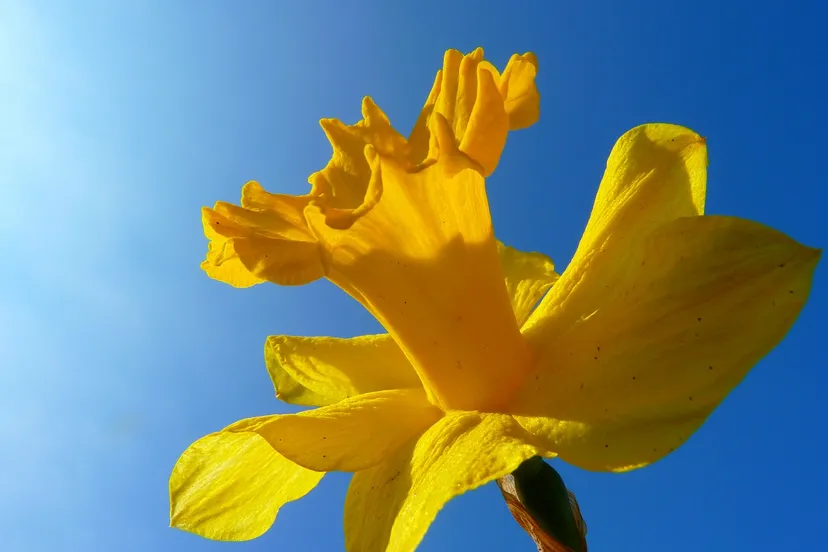 narcissus 6371 1280 narcis zonnig lente