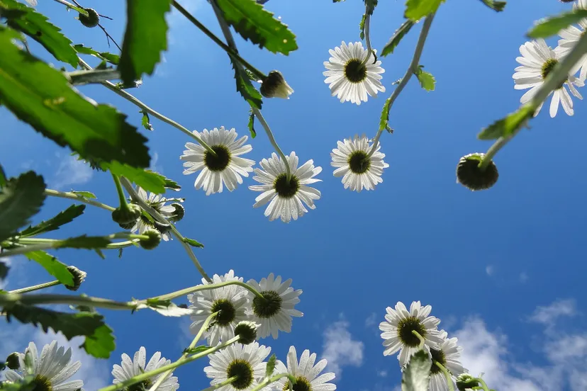 nature 2438103 1920 zon en bloemen via pixabay