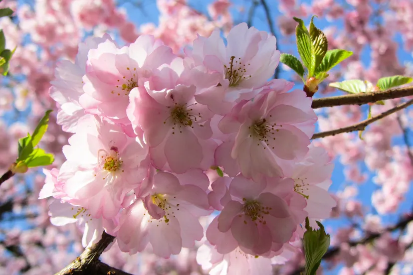 nature g6af730710 1920 lente bloesem bloemen