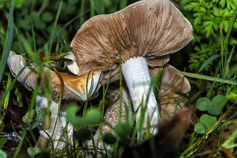 nature mushroom netherlands photography nikon dof outdoor nederland 460480jpgd paddos