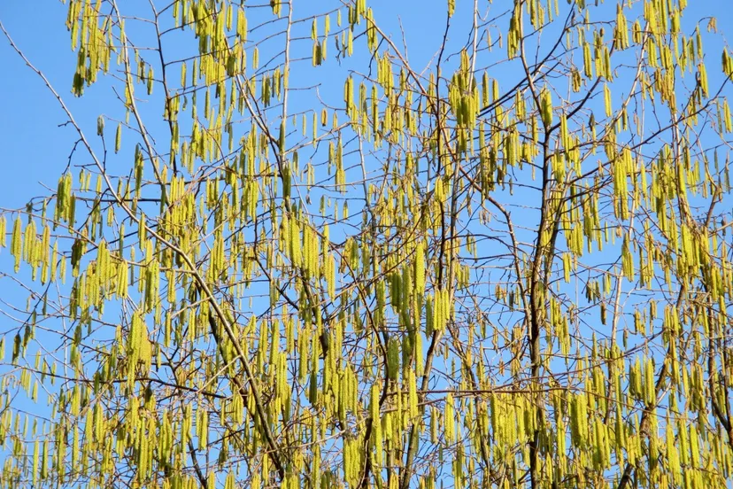 nature tree hazel birch greenhouse sausage pollen supplier golden sky 1110022jpgd berk