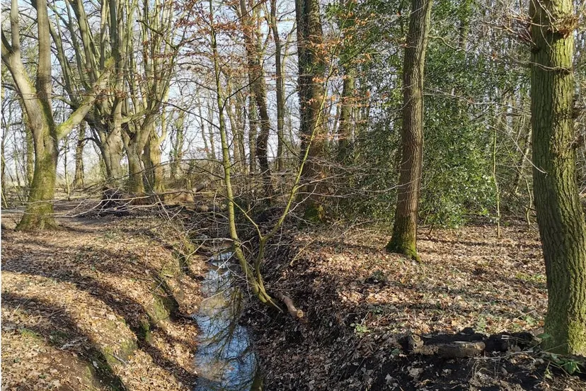 natuur glimmen herfst bos