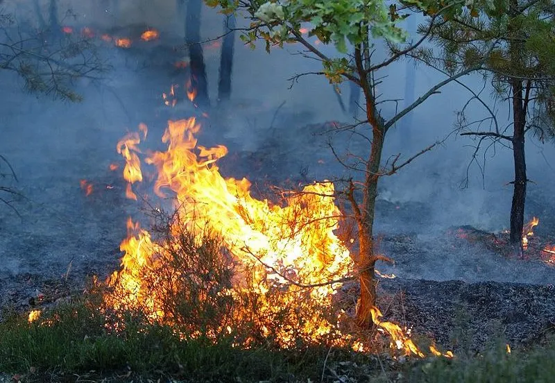 natuurbrand cc by sa 30 wikipedia commons tilo e1531862242867