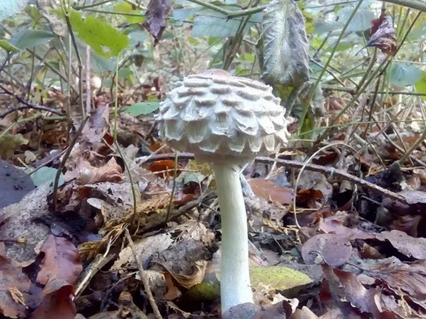 natuurwandeling door stadspark