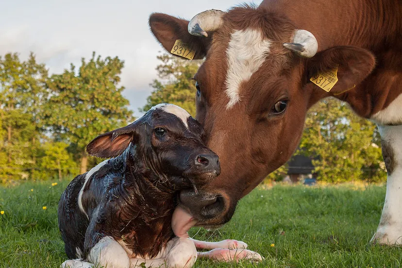 new born frisian red white calf cc by sa 30 uberprutser
