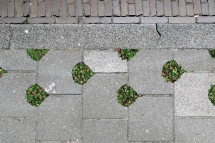 oranjebuurt krijgt als eerste wijk grunngrastegels