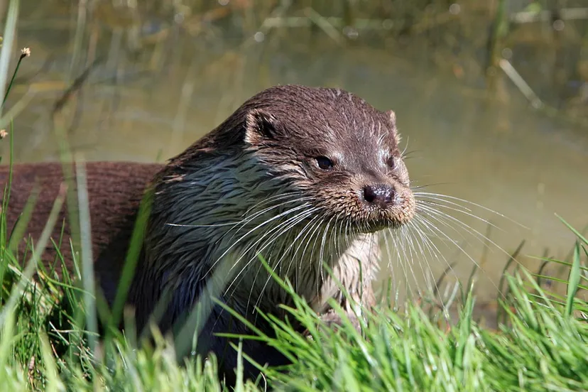 otter 275962 960 720