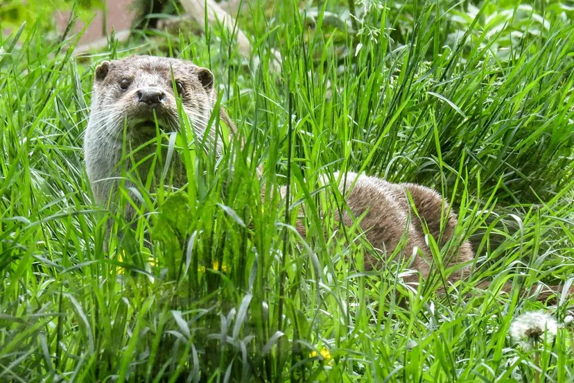 otter 772538 960 720