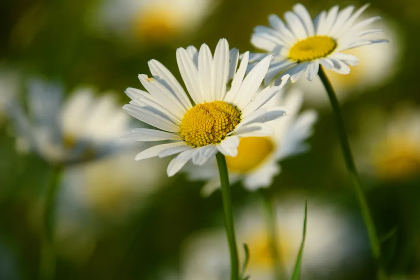 ox eye daisy 3454721 1920 mabel amber via pixabay madelief