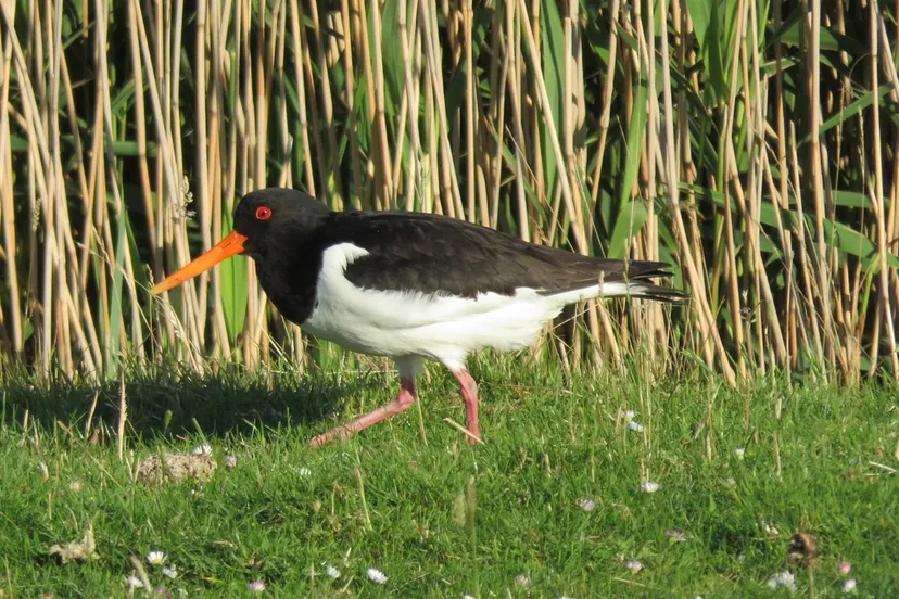 oystercatcher g1753fbfe9 1280 scholekster ilonka via pixabay