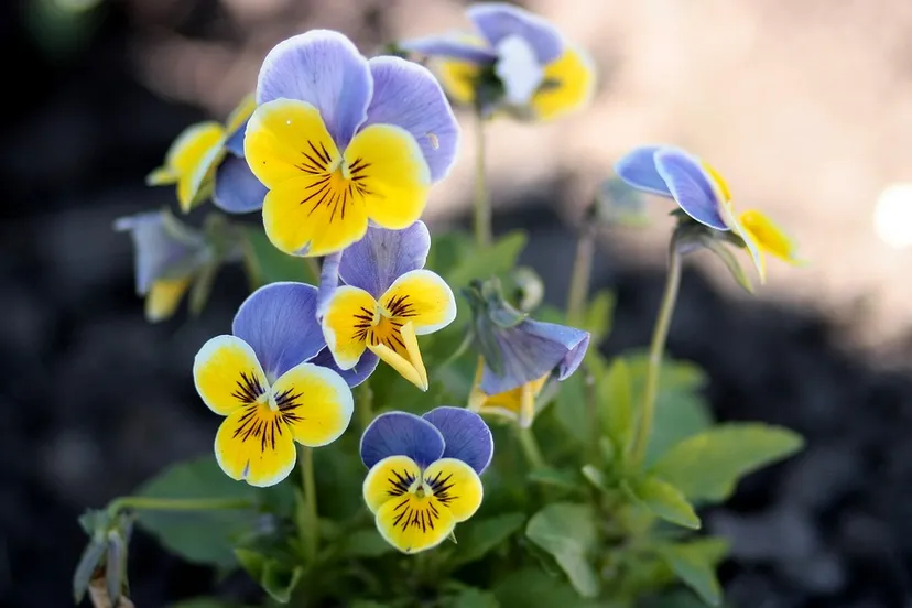 pansies 1378195 960 720 violen