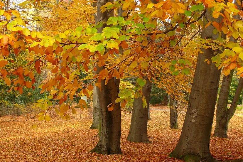 park 66001 1280 herfst