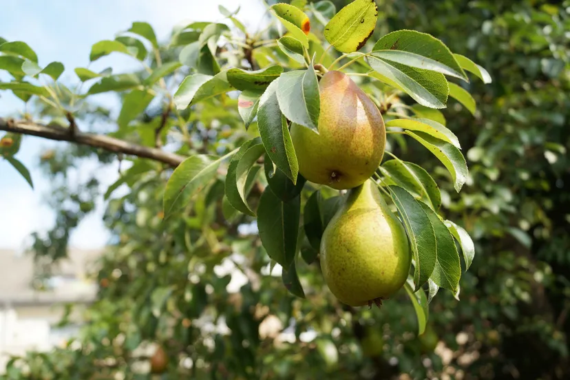 pears 1639117 1920 peren boom m h via pixabay