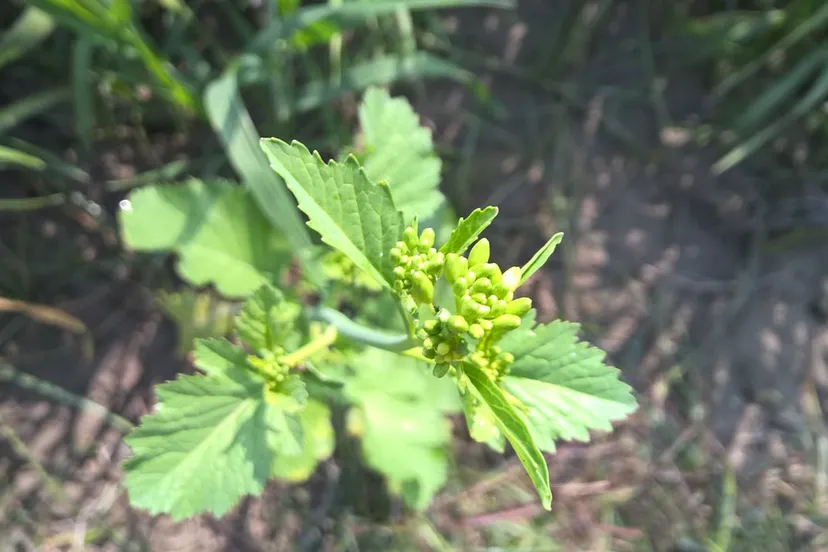 pexels photo 52874 zwart mosterdzaad