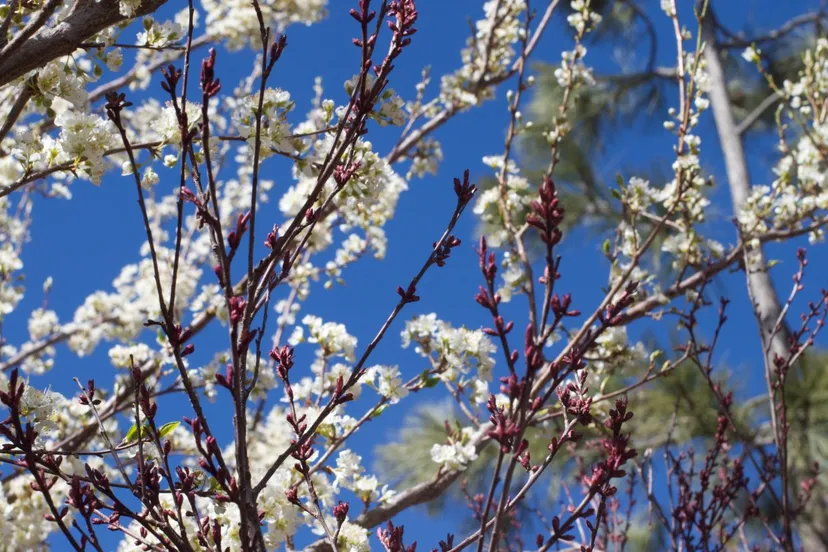 photo 228752jpgd bevroren bloesem boom