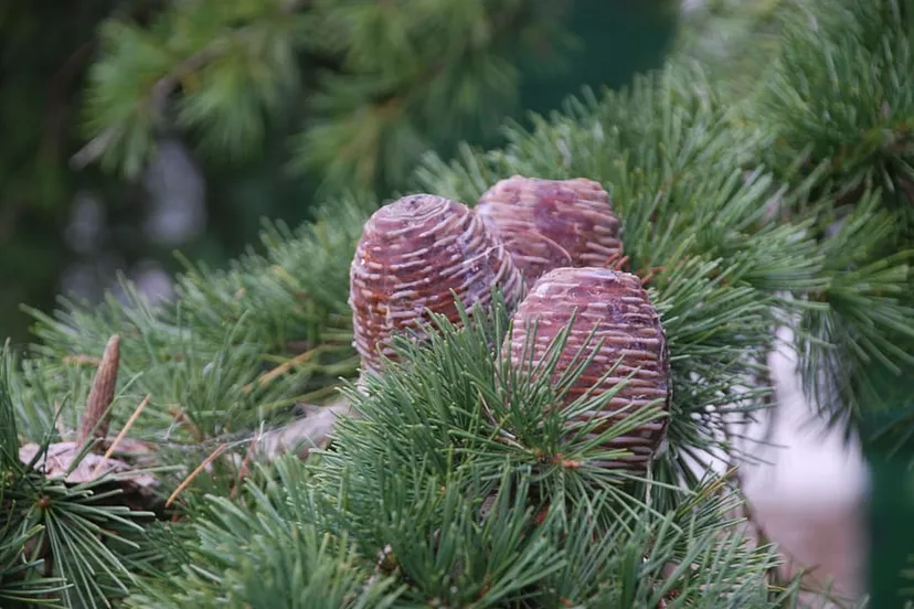 pineapples pineapple christmas pine kerstboom