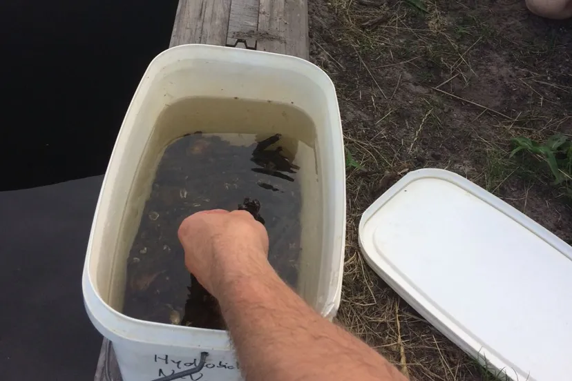 proef mosselen waterschap noorderzijlvest