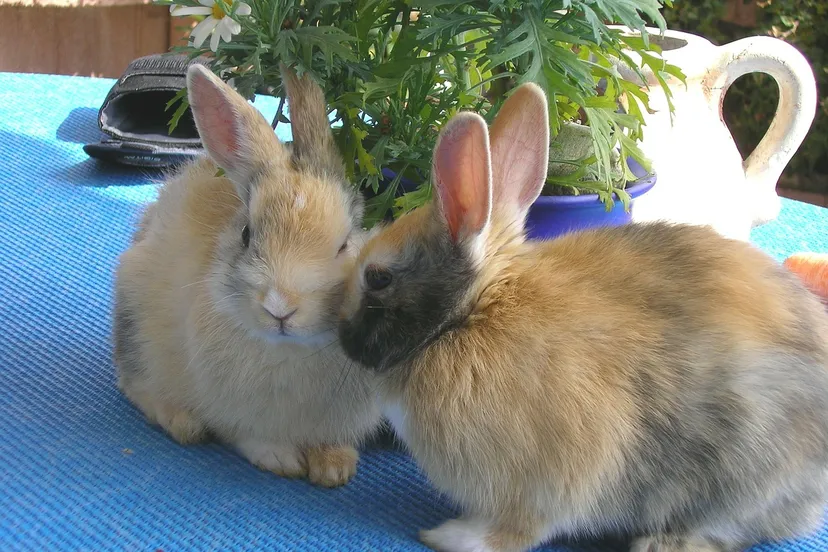 rabbits 264704 1280 konijn