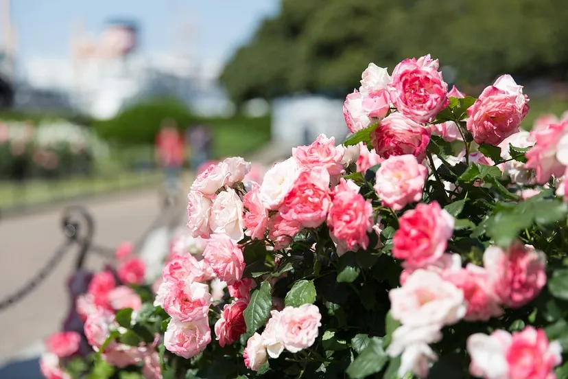 rose garden 1180317 960 720 rozen