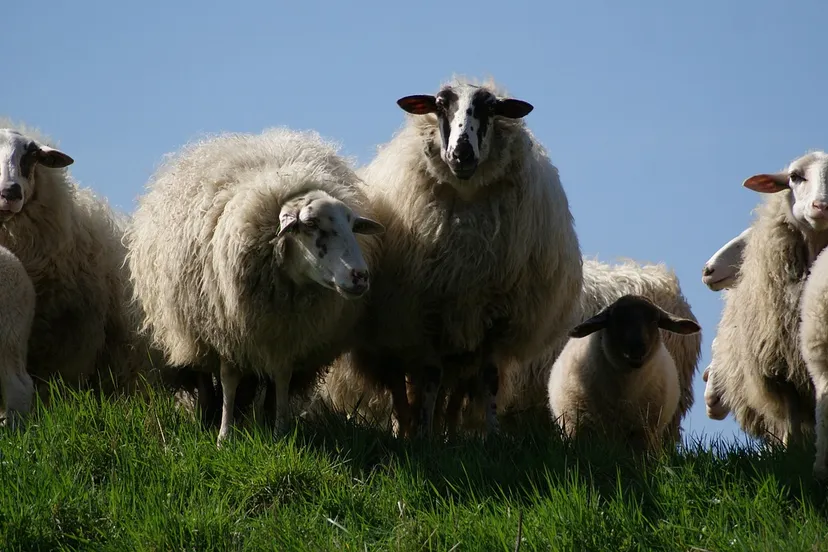 schapen 1